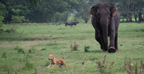 An elephant chasing after a dog