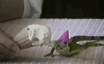 An iguana eating ice-cream while wearing a party hat