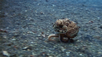 An Octopus Running