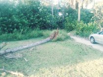 An old tree fell over last night in our yard My wife  Thank god the tree didnt fall back and hit the car My  yr old daughter Thank god we moved the trampoline