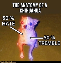 Anatomy of a Chihuahua