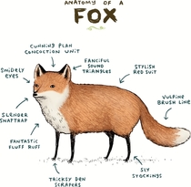 Anatomy of a Fox