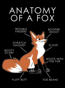 Anatomy of a Fox