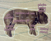 Anatomy of a French Bulldog