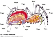 Anatomy of a Spider