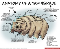 Anatomy of a Tardigrade
