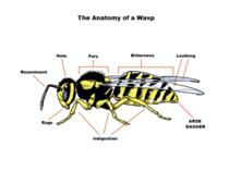 Anatomy of a wasp