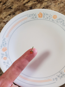 And here I thought my last tomato was small