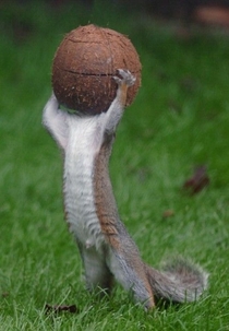 And now we witness the rare crash test dummy squirrel with natures helmet