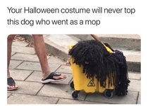 and winner of best pet costume