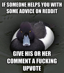 Angry Advice Mallard