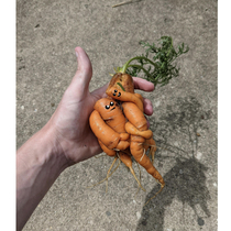 angry carrots