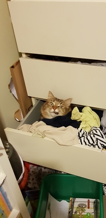 Angry drunk pirate cat hiding in my daughters drawer