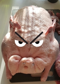 Angry pig bird