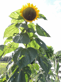 Angry sunflower is angry