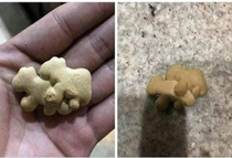 Animal cookies making babie cookies