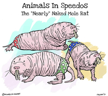 Animals in Speedos 
