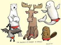Animals In Speedos  The Animals of Canada