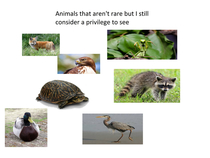 Animals that arent rare but I still consider a privilege to see