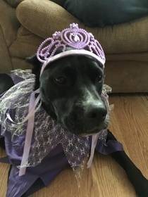 Annie doesnt appreciate playing dress up with my  yr old niece but she tolerates it