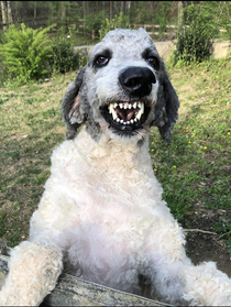 Another goofball with a big smile My Standard Poodle greeting me over the fence
