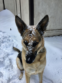 Another professional snow tunneler