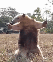 Anteater finds himself in trouble with the law