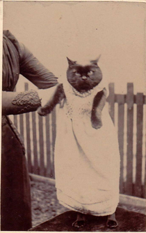 Antique Funny Cat Photo - est