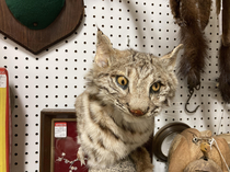 Antique taxidermy is the best taxidermy