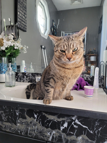 Anyone elses cat use the sink for pees