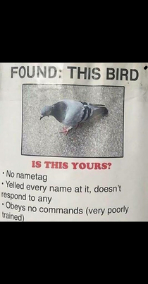 Anyone lose a bird