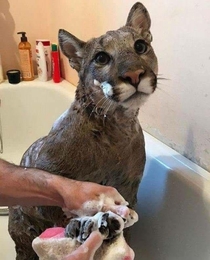 Anyone lose a cat We decided to give it a bath in the meantime as she looked pretty dirty
