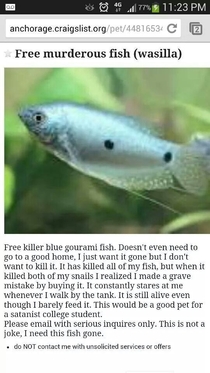 Anyone need a fish
