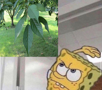 anytime I pass a tree