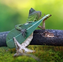 Anyway heres Wonderwall