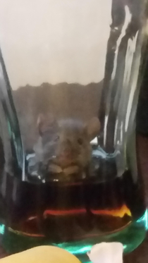Apparently a tall glass with a little cola makes an incredible mouse trap