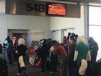 Apparently booked a business trip on a furry flight Im the only non-furry