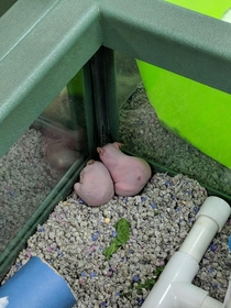 Apparently my local pet store now sells testicles
