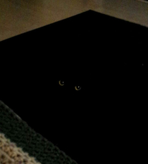 Apparently my rug has eyes