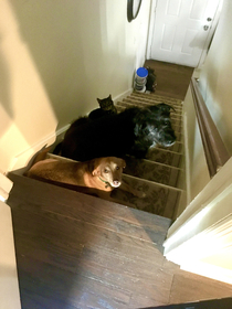 Apparently one of them turned on the new Roomba while I was sleeping upstairs I opened the door to see this crew all hiding from the noise
