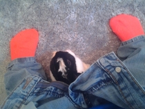 Apparently rabbits are like children Cant find em until you sit on the toilet then they appear
