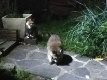 Apparently the Secret Order of Animals continues to meet in my yard Sorry for potato quality