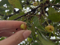 Apples are ready Time to bake apple pie Follow me for gardening tip