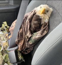 AR Game and Fish rescued this presumed dead eagle and it captures our countrys current state perfectly