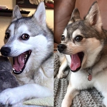 Are celebrity dog impersonations a thing If so howd she do