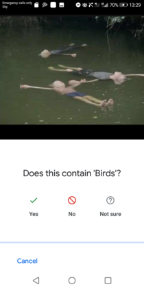 Are these birds
