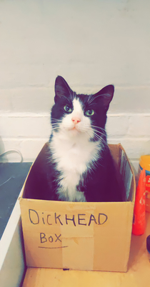 Arno loves his new box 