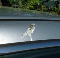 Artist bird drops his latest piece
