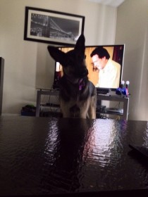 As someone with a German Shepherd this is how I watch TV