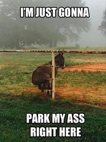 ASS PARKED